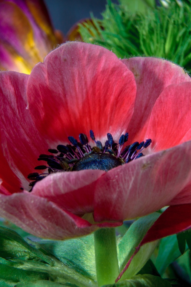 Красивый красный цветок декоративного мака