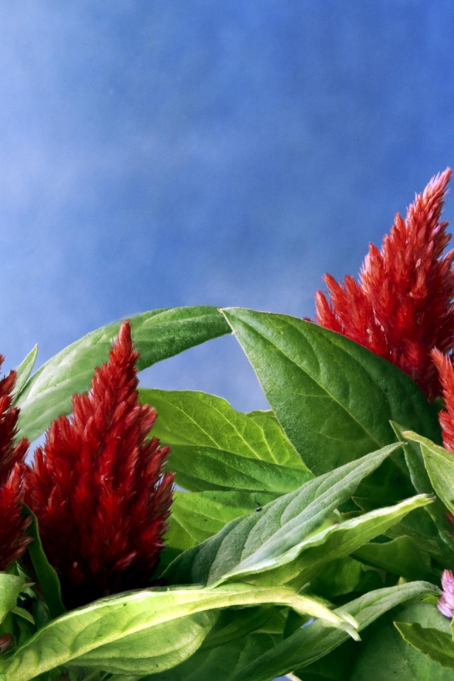 Красивые красные цветы амаранты на голубом фоне