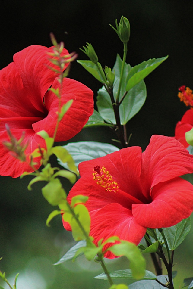 Красивые красные цветы гибискуса с зелеными листьями