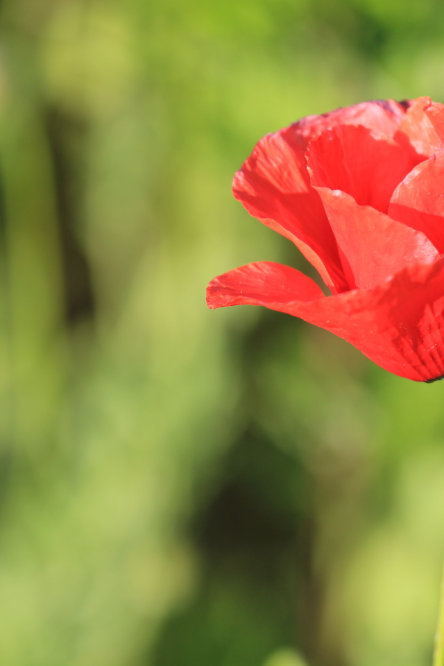 Красивый красный полевой мак крупным планом 