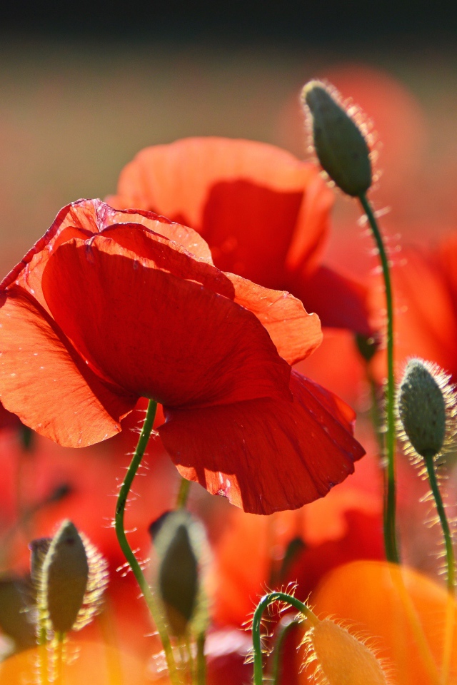 Красивый красный мак в лучах солнца