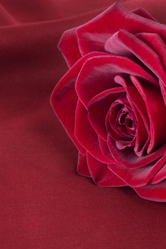 Красивая красная роза лежит на красной ткани