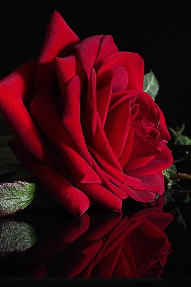 Красивая красная роза отражается в черной поверхности 