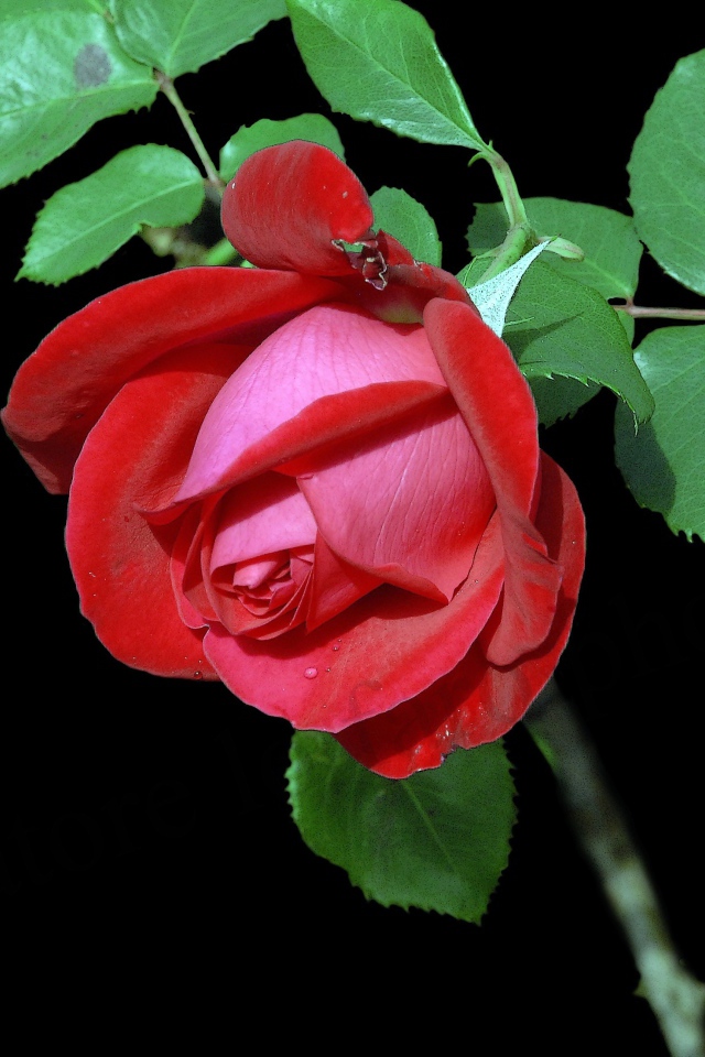 Красивая красная роза с зелеными листьями на черном фоне