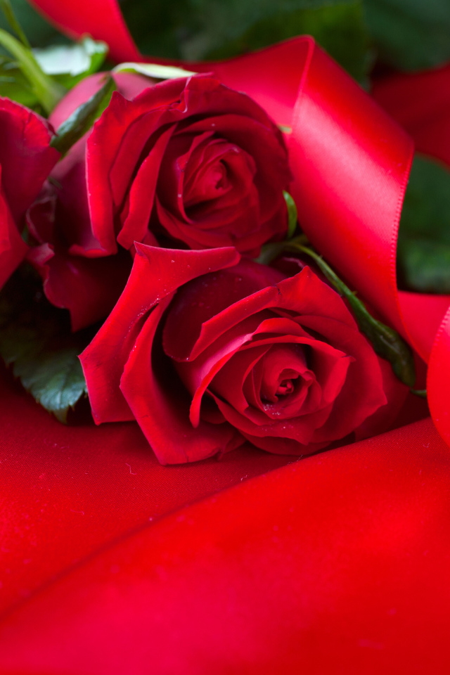 Beautiful red roses with satin ribbon on a red background