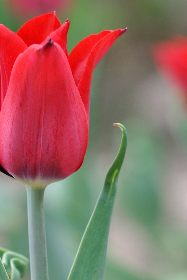 Красивый красный тюльпан крупным планом 