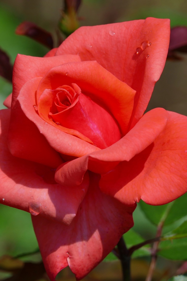 Красивый цветок розы с бутонами крупным планом