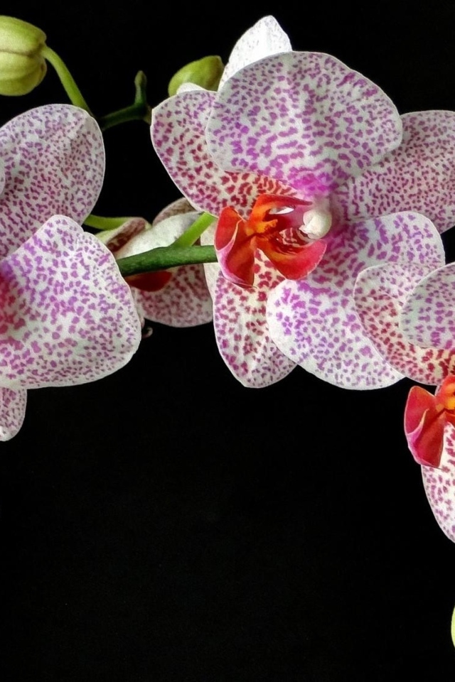 Красивые пятнистые орхидеи на черном фоне 