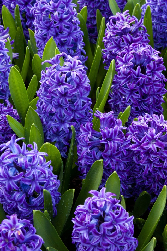 Красивые весенние голубые цветы гиацинты