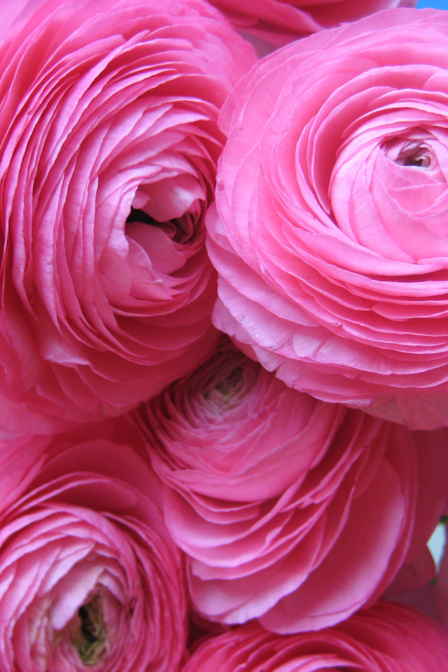 Красивые нежные розовые лютики крупным планом