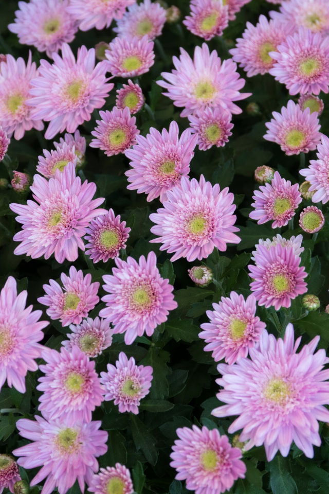 Красивые нежные розовые садовые цветы хризантемы