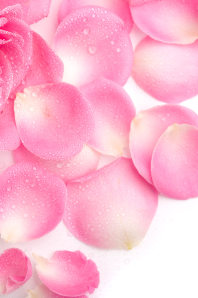 Красивая нежная розовая роза в каплях росы с лепестками на белом фоне