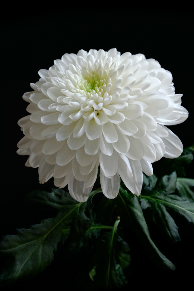 Красивая нежная белая хризантема на черном фоне