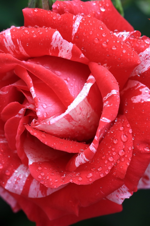 Красивая необычная роза с бутоном в каплях росы