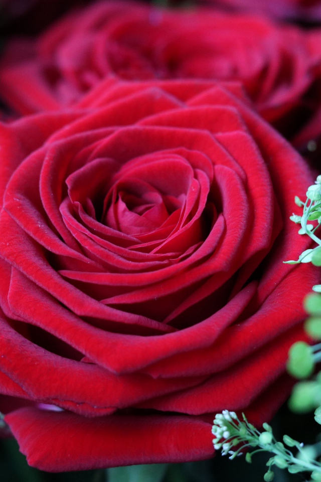 Красивые бархатные красные розы крупным планом