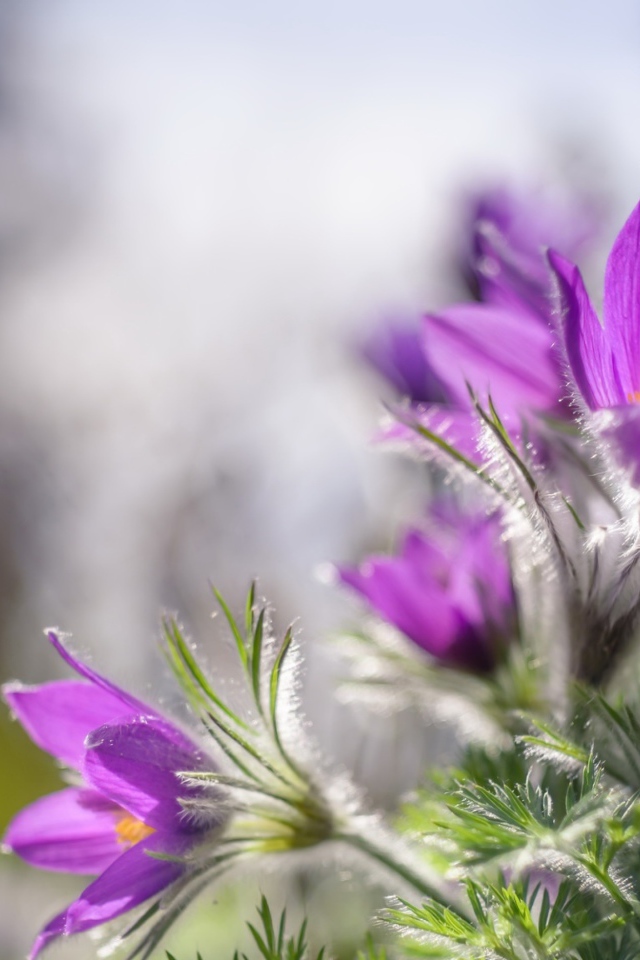 Красивые фиолетовые цветы прострел в лучах солнца