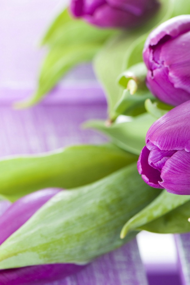 Красивые фиолетовые тюльпаны с зелеными листьями