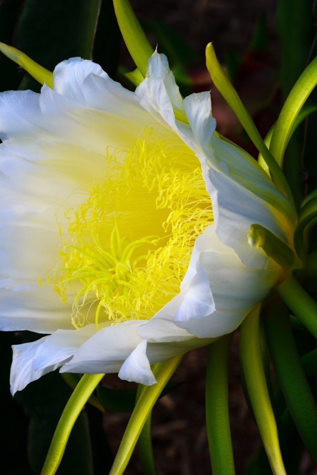 Красивый белый цветок кактуса