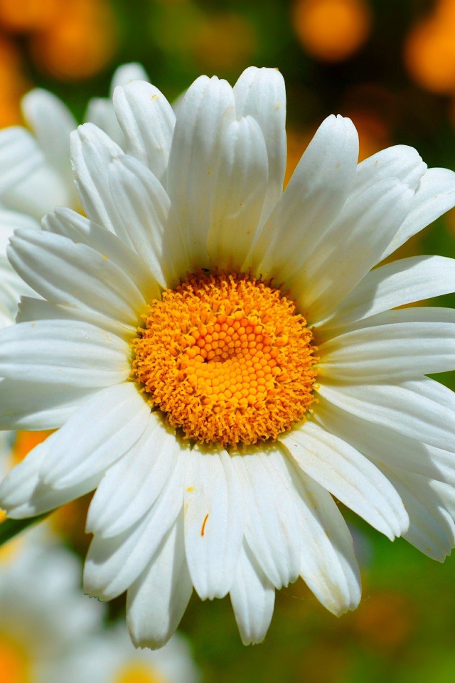 Красивые белые ромашки в лучах солнца