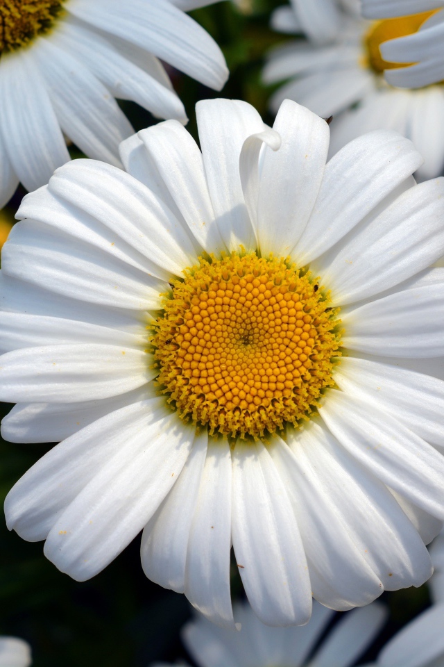 Красивые белые ромашки с желтыми серединками крупным планом