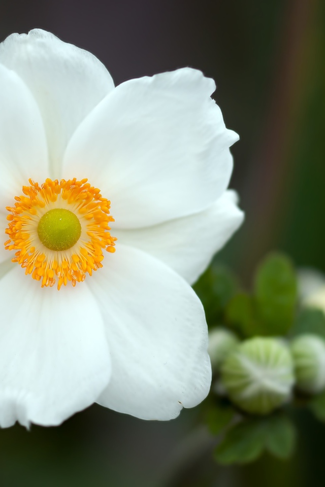 Красивый белый нежный цветок анемоны крупным планом