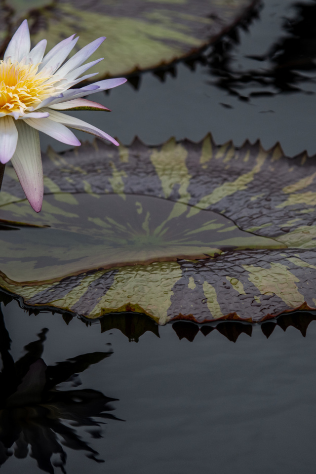Красивый белый цветок водяной лилии в воде 
