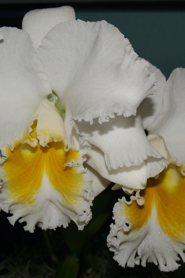 Красивые белые с желтым орхидеи 