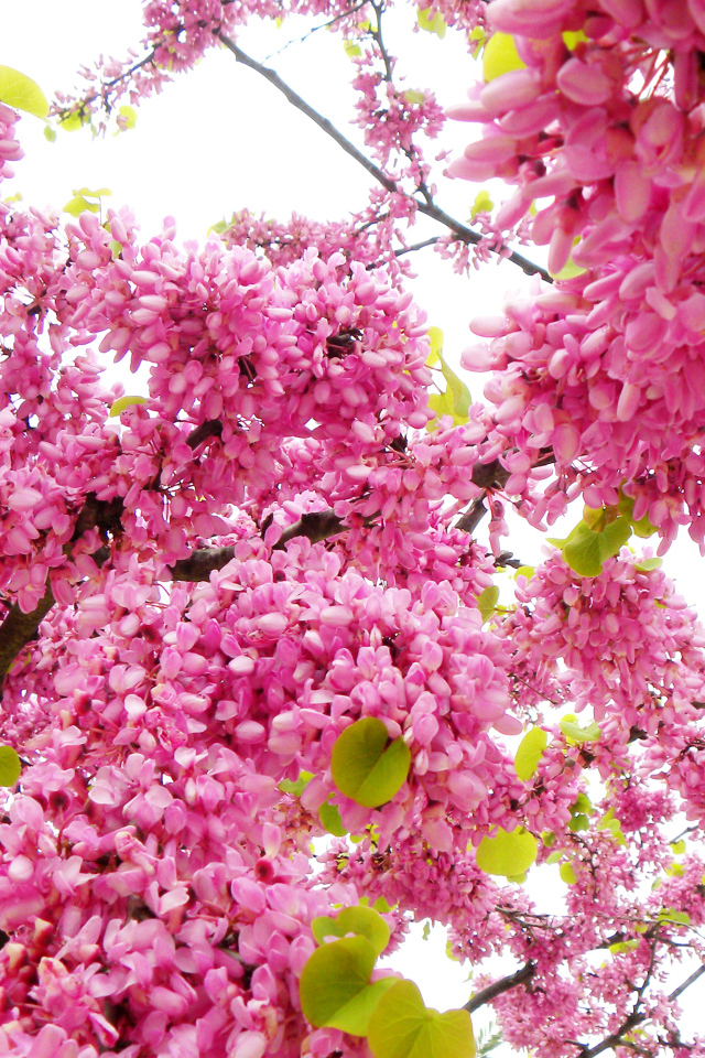 Красивые с розовыми цветами ветки дерева весной