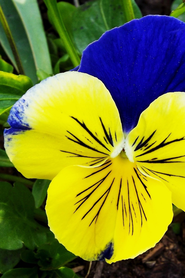 Красивый желто - голубой цветок анютины глазки крупным планом