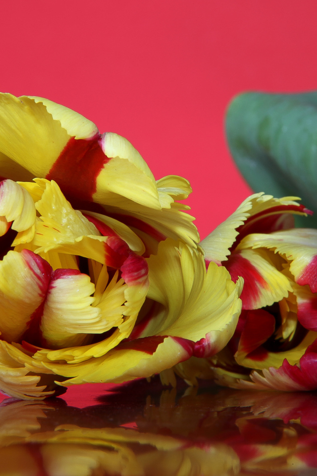 Красивый желто - красный тюльпан на розовом фоне