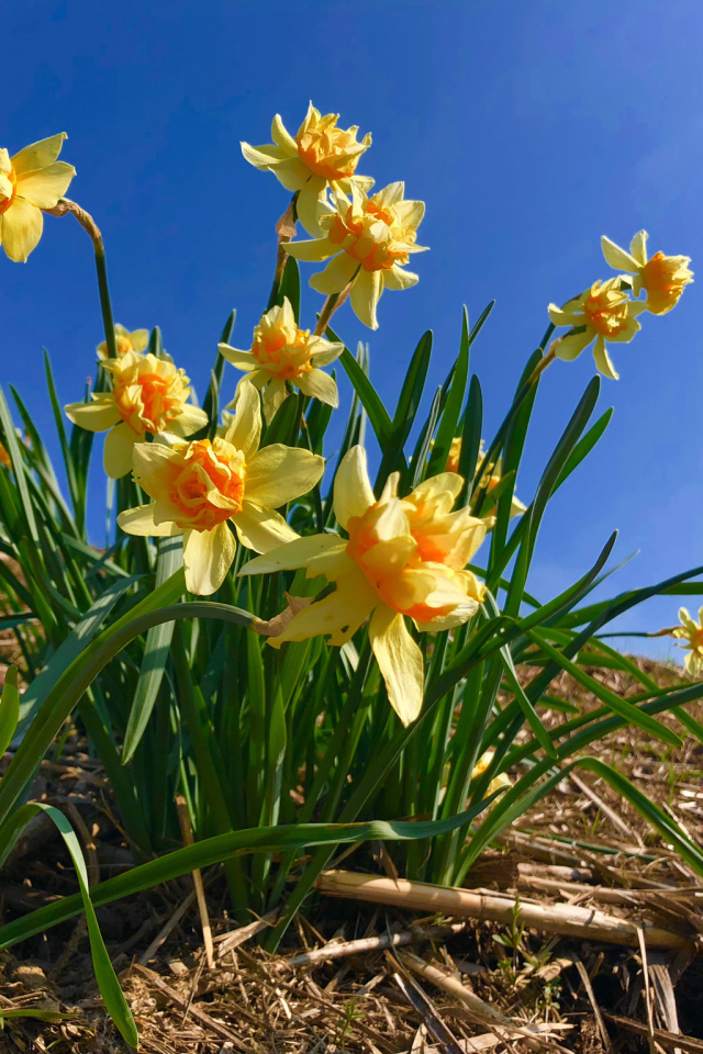 Красивые желтые нарциссы на фоне голубого неба