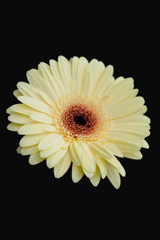 Красивая желтая гербера на черном фоне