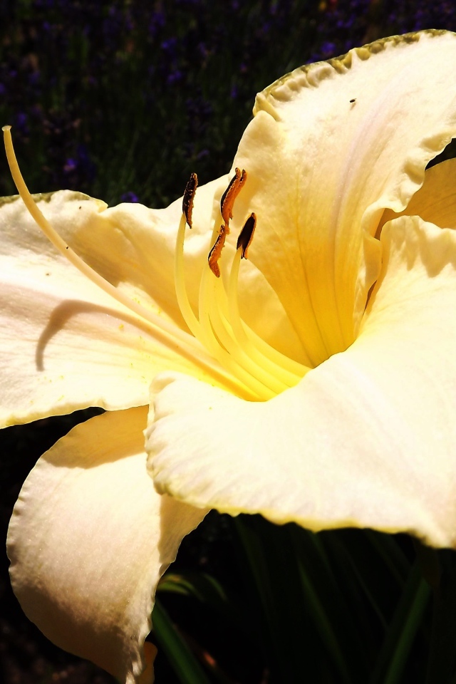 Красивая желтая лилия с бутонами крупным планом