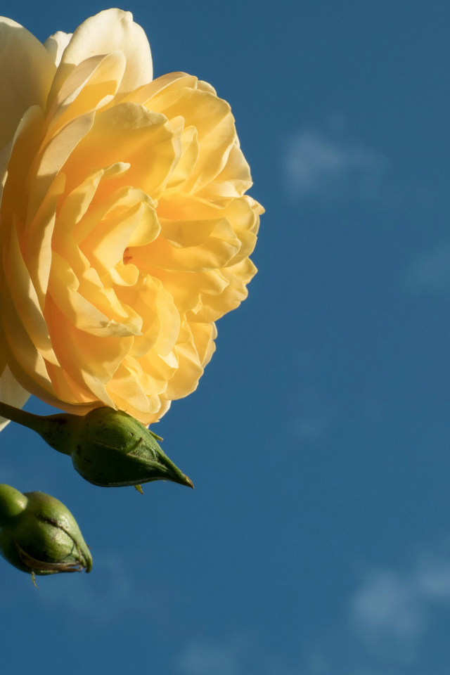 Красивый желтый цветок розы с бутонами на фоне голубого неба 