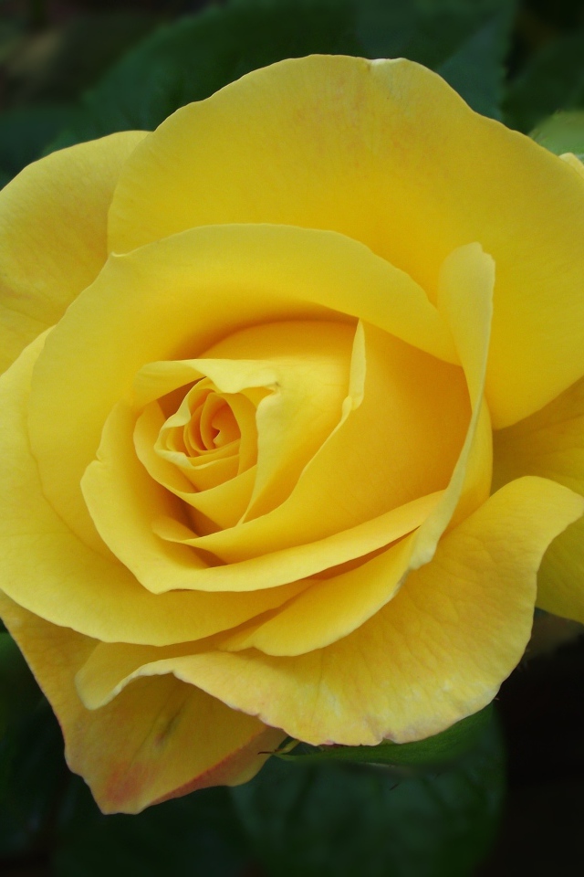 Красивая желтая роза с бутоном крупным планом