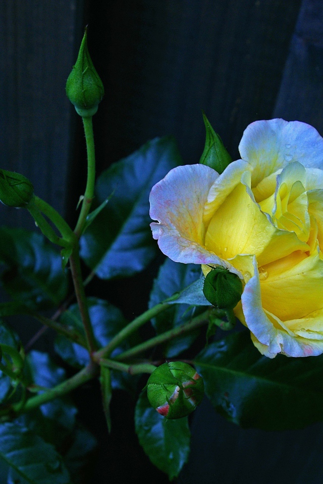 Красивая желтая роза с бутонами у забора 