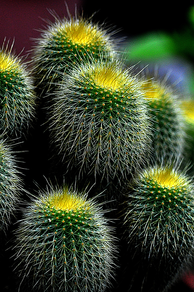 Большой зеленый колючий кактус 