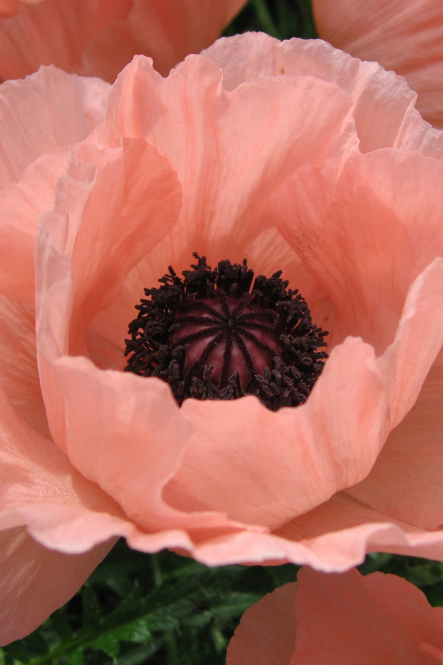 Большой розовый цветок мака крупным планом 