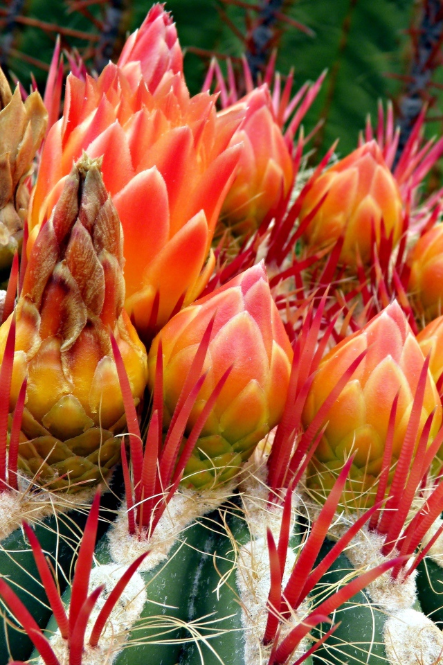 Цветущий красивый кактус крупным планом