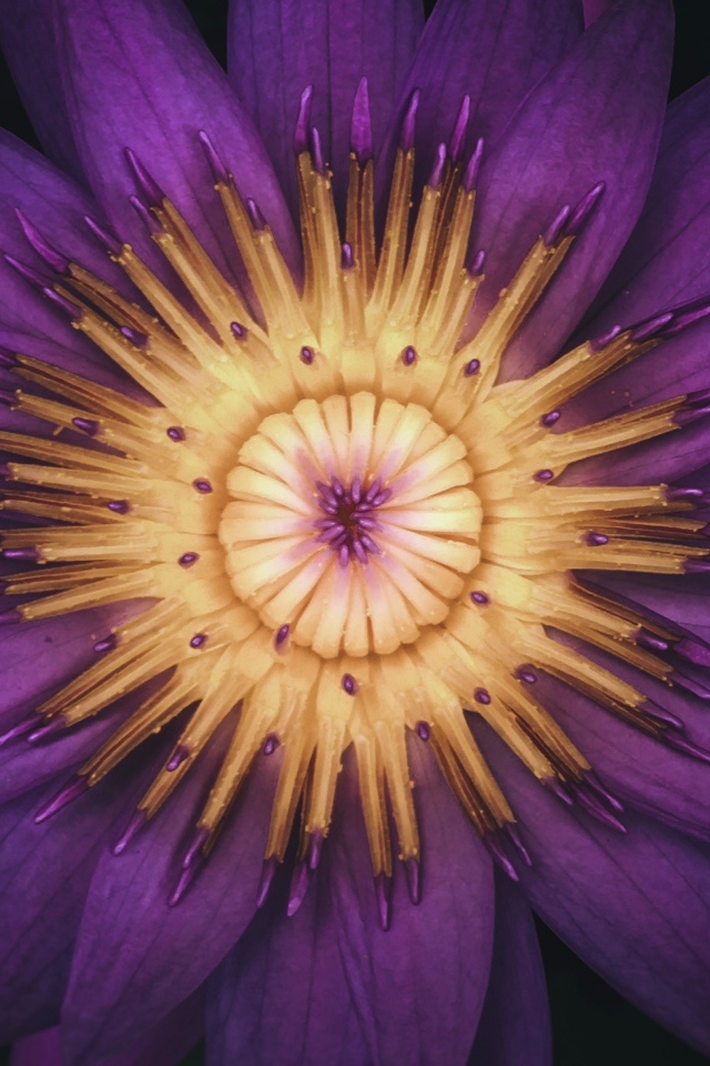 Распустившийся цветок фиолетового лотоса