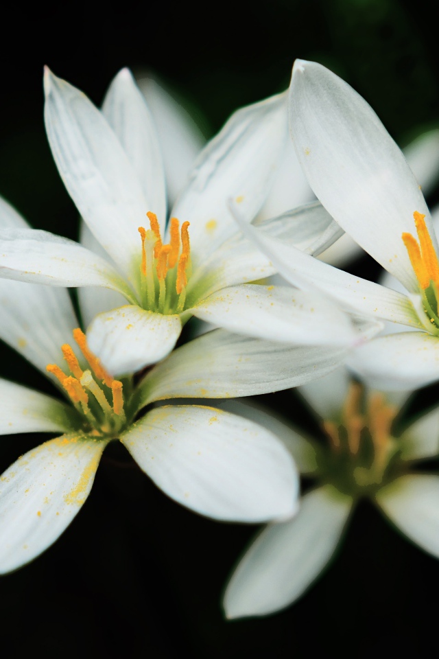 Распустившиеся белые цветы с желтой серединкой на черном фоне