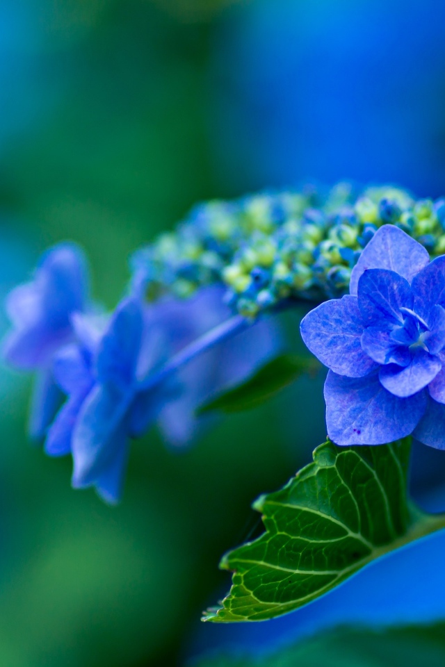 Распустившийся синий цветок гортензии