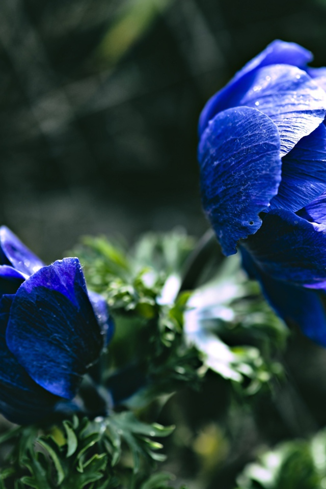 Синие цветы анемоны крупным планом