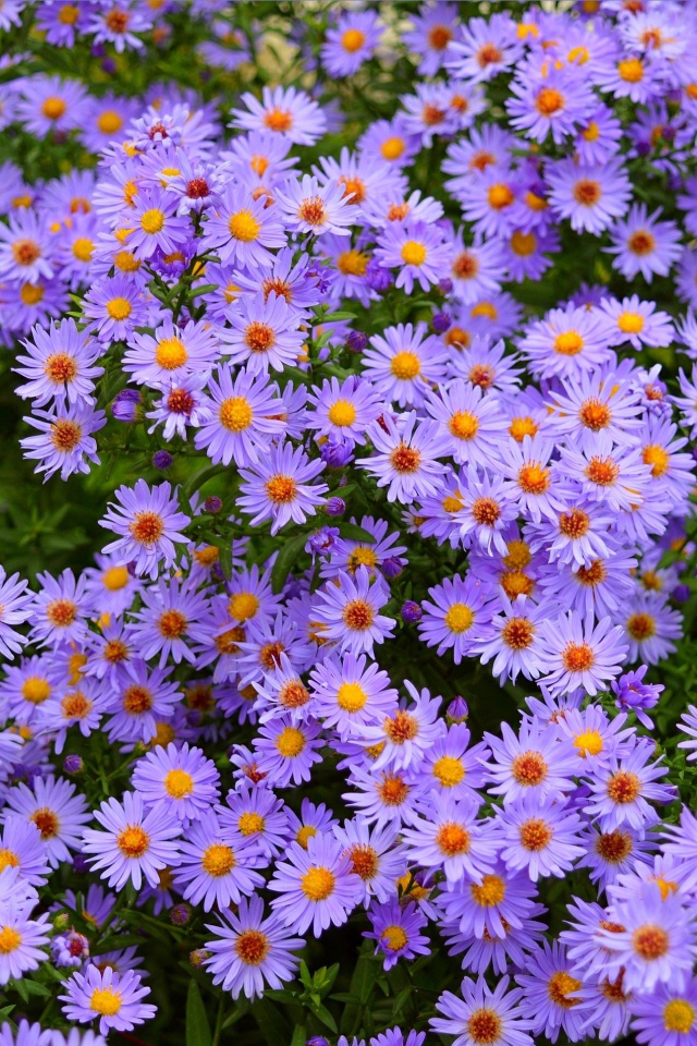 Голубые осенние цветы сентябринка