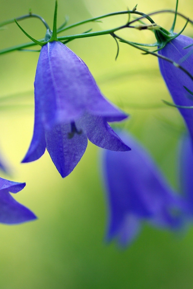 Синие красивые цветы колокольчики