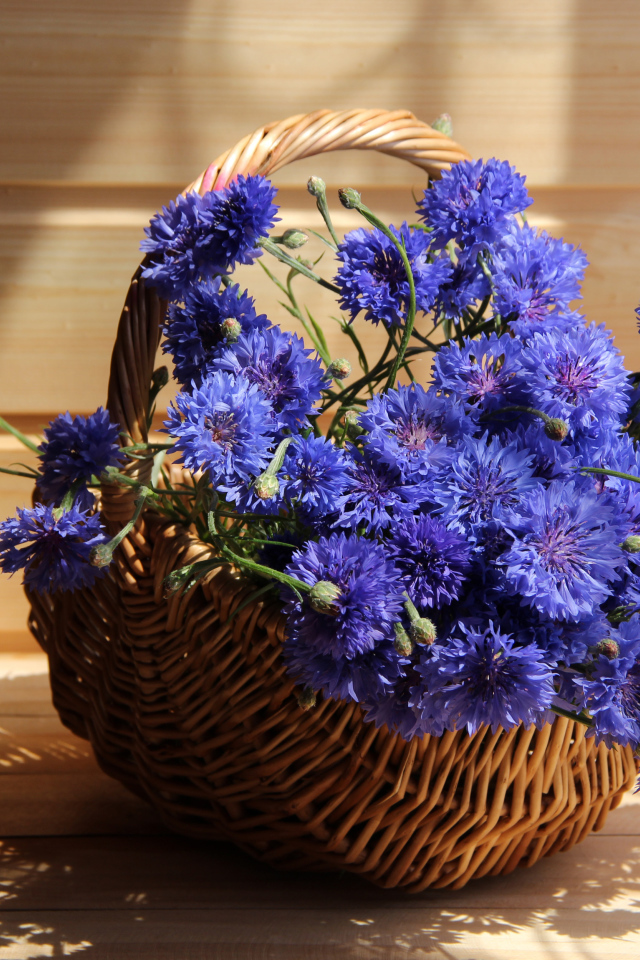 Голубые васильки в корзине в лучах солнца