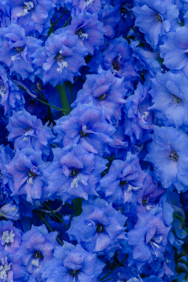 Голубые цветы левкой крупным планом