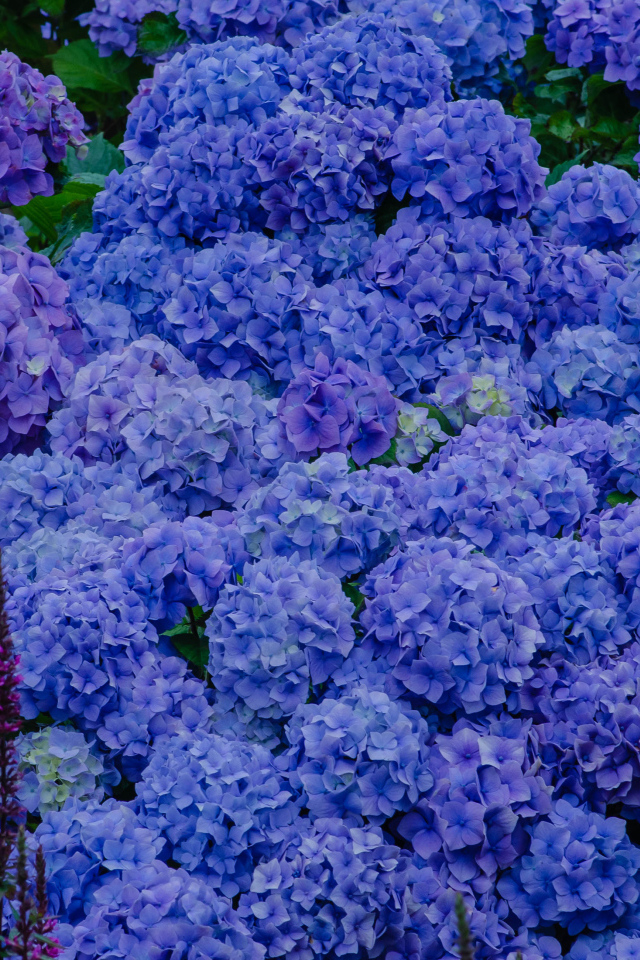 Синие цветы гортензии в оранжерее 