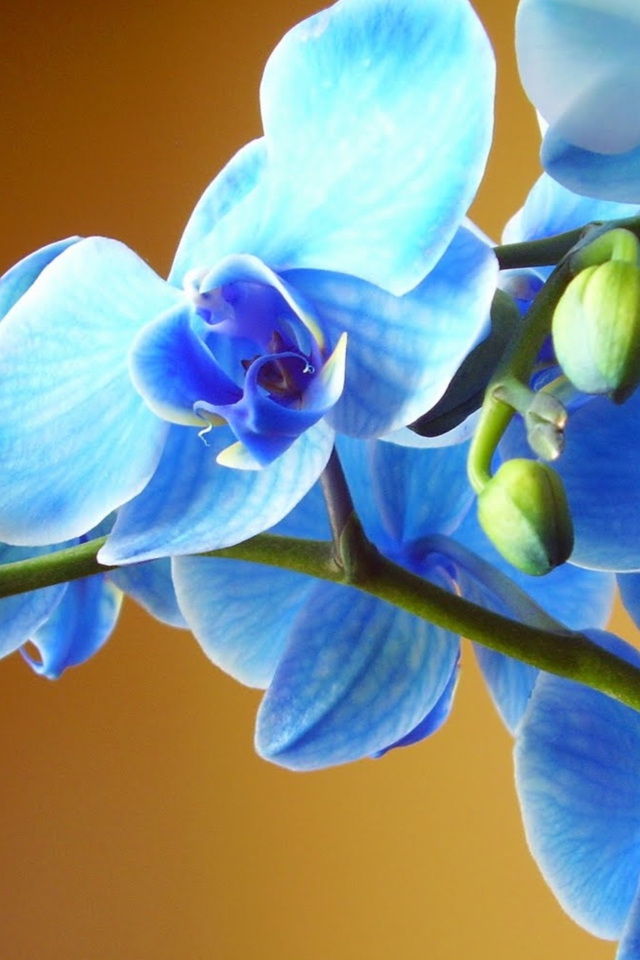 Голубая орхидея крупным планом
