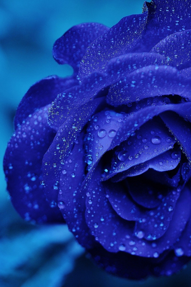 Синяя роза в каплях росы крупным планом